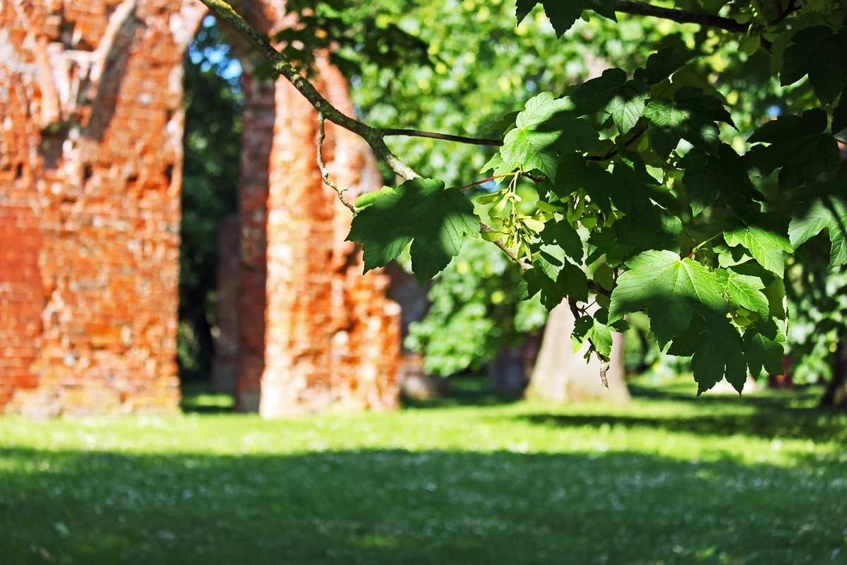 Klosterruine Eldena: überschätzt oder nicht?